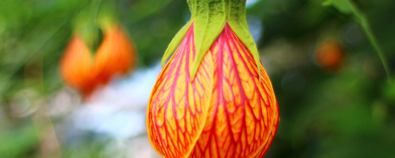 风铃花种植方法 风铃花的种植方法和注意事项