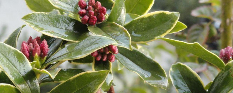 金边瑞香烂根咋办（金边瑞香烂叶咋办）