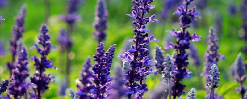 蓝花鼠尾草播种时间（蓝花鼠尾草播种时间是几月份）