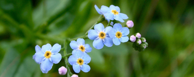 勿忘我插花要放水吗 勿忘我插花能保持多久