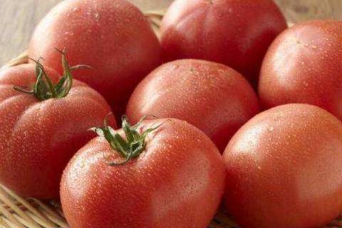 西红柿什么季节成熟