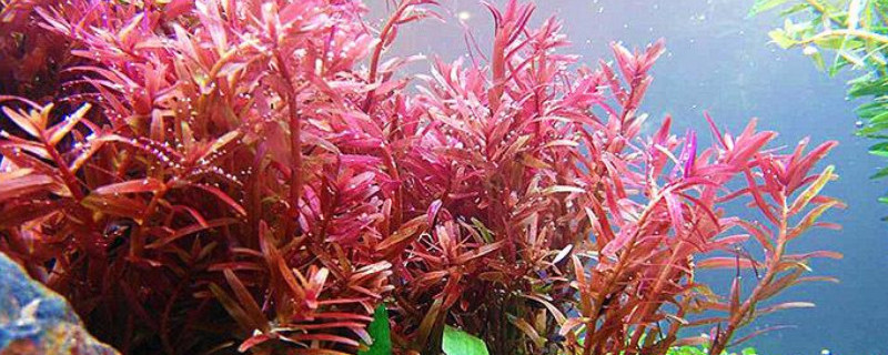 红菊水草如何修剪（如何修剪绿菊水草）