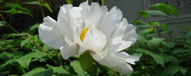 凤丹和牡丹如何鉴别（凤丹和观赏牡丹的区别图片,看懂图就能轻松鉴别出来!）