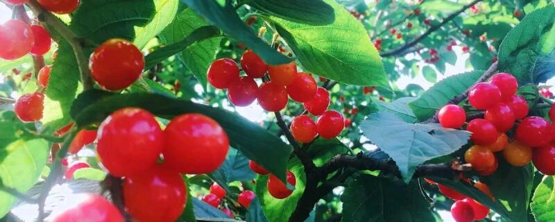 樱桃沟樱桃什么时候熟（樱桃沟的樱桃成熟了吗）