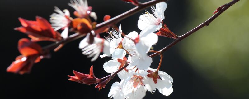 樱花树结的果子叫什么（樱花树结的果子叫什么果子）