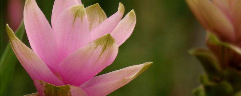 姜荷花叶子卷了怎么办 姜荷花叶子打卷发黄怎么补救