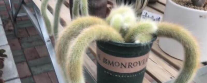 九尾狐多肉怎么繁殖（九尾狐多肉怎么繁殖视频）