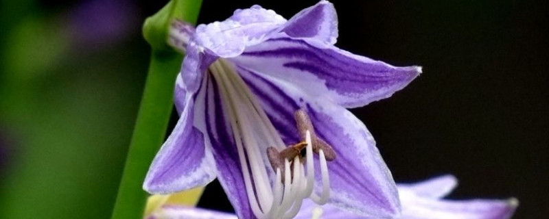 玉簪花怎么浇水 玉簪花浇水要浇透吗