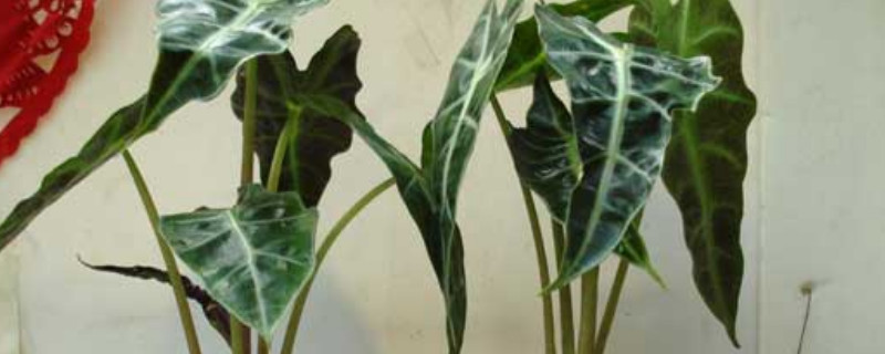 尖尾芋叶片发黄怎么办 尖尾芋叶片发黄怎么办呢