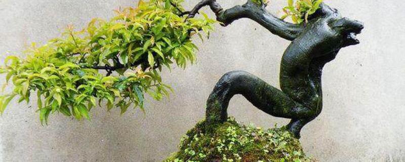 金弹子无芽点怎么发芽（金弹子不发芽怎么催芽）