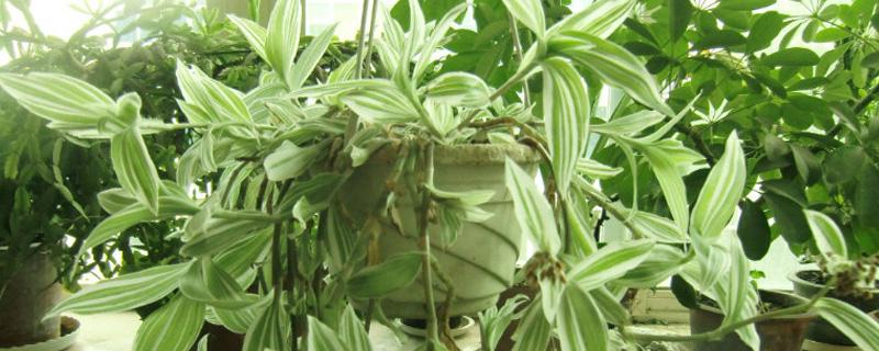 吊竹梅会开花吗（吊竹梅会开花吗花百科）