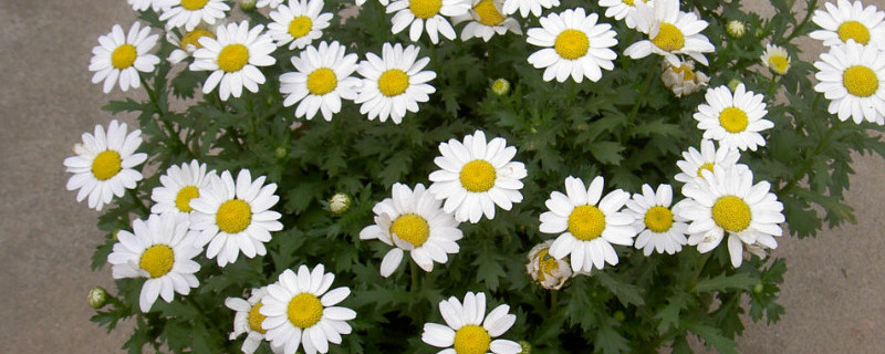白晶菊和大滨菊的区别 滨菊 白晶菊