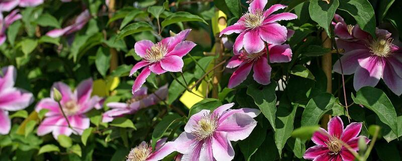 铁线莲可以活几年 铁线莲容易养活吗