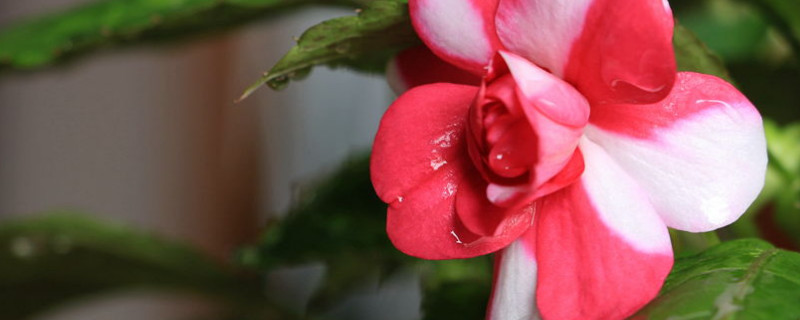 水梅花和凤仙花的区别（水梅花和凤仙花的区别在哪里）