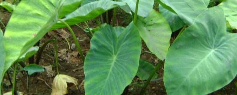 芋头叶子发黄干枯是怎么回事 芋头叶子发黄干枯是怎么回事儿