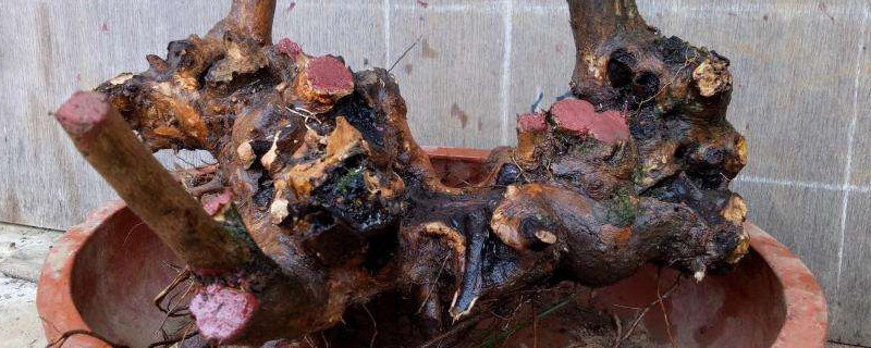 刚挖的黄荆老桩怎么栽（刚挖的黄荆老桩栽种方法）