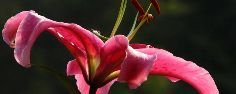 香水百合和百合有什么区别（香水百合与百合的区别）