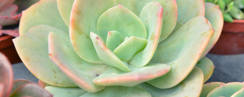 多肉不长根怎么办 多肉不长根怎么回事