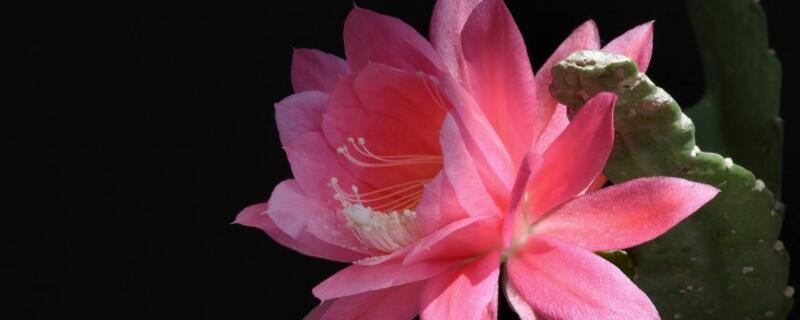 怎样种植令箭荷花（怎样种植令箭荷花视频）