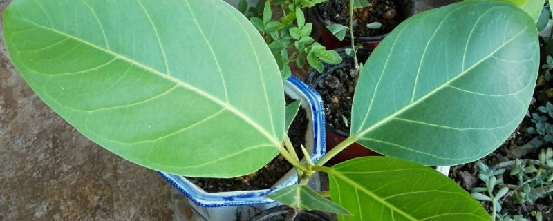 琴叶榕修剪方法（琴叶榕叶子的修剪方法和注意事项）