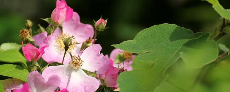 野蔷薇有刺吗 野蔷薇带刺吗