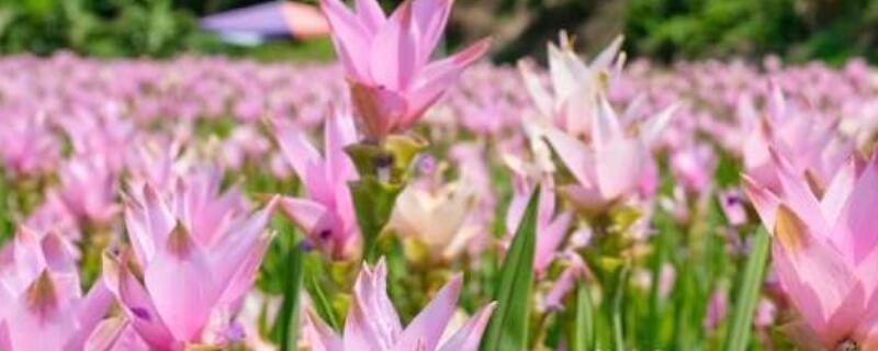 姜荷花不开花咋办（姜荷花不开花咋办视频）