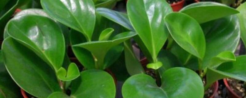 圆叶椒草和碧玉的区别（圆叶椒草的作用）