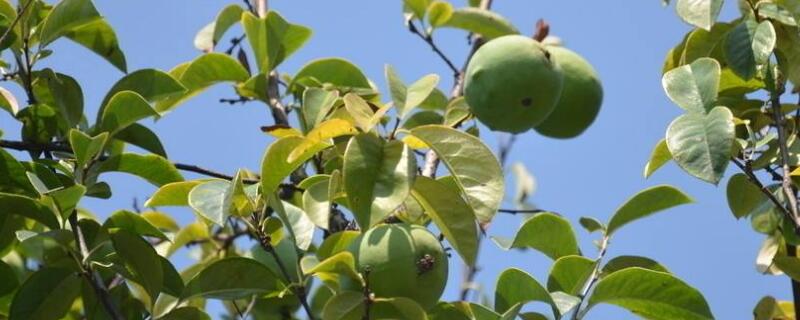 木瓜树黄叶怎么治 木瓜树叶发黄