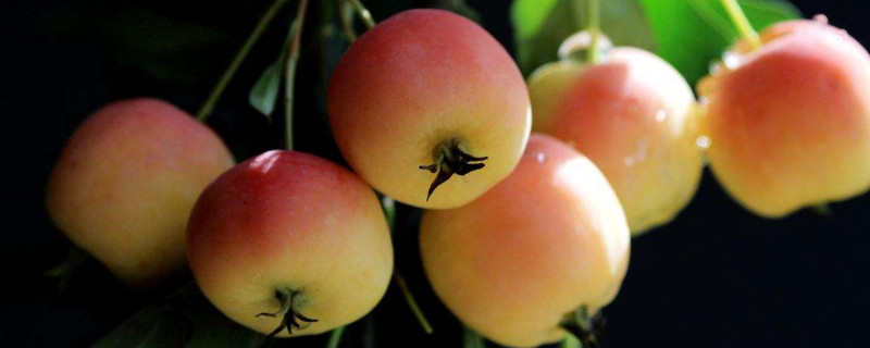 贵人果如何过冬 贵人果冬天怎么养护