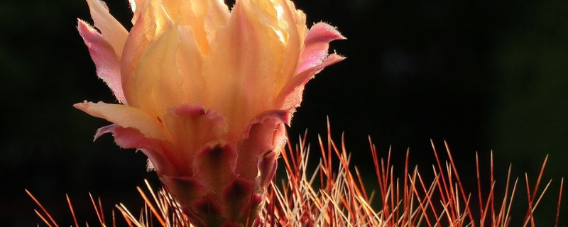 长盛球怎么不开花（长盛球能长多大）