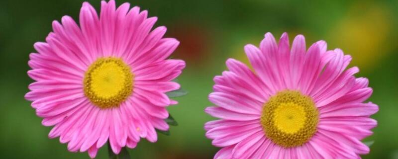 菊花冬剪时间（菊花冬天剪枝）