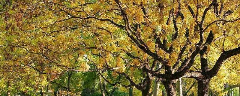 悬铃木修剪的方法（悬铃木修剪的方法有哪些）