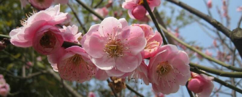 宫墙粉和朱砂梅的区别 宫粉梅与朱砂梅哪个好