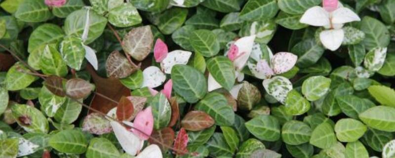 络石花怎么养扦插（络石花怎么养扦插视频）