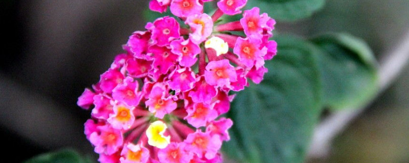 五色梅叶子焦枯 五色梅枯了怎么办