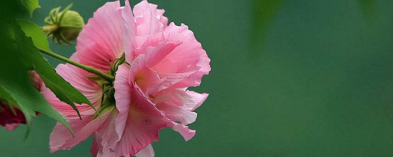 芙蓉花叶子怎么栽培 芙蓉花叶子怎么栽培视频