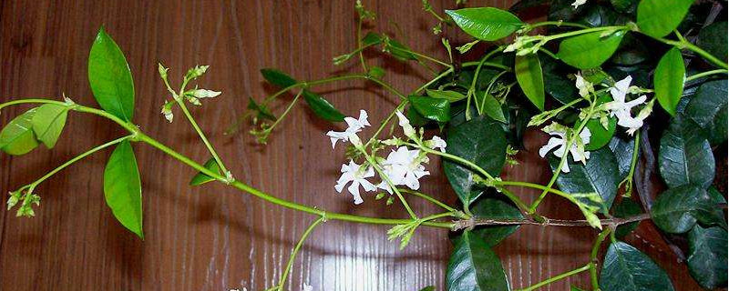 盘龙香怎样扦插（盘龙香的繁殖方法）