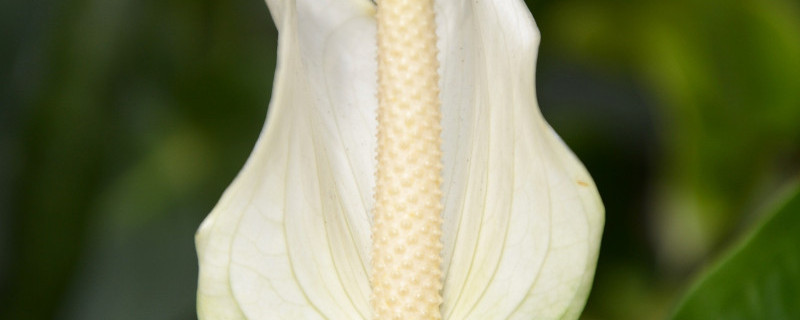 白鹤芋怎么种 白鹤芋的养殖方法