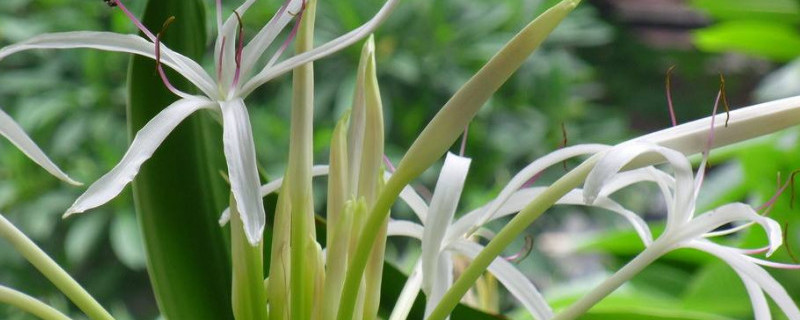 文殊兰怎么分盆 文殊兰怎么分盆视频