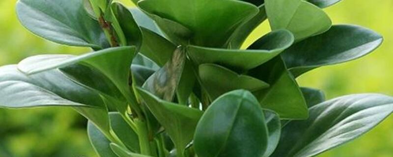 碧玉开花后怎么处理（碧玉开花后怎么处理好）