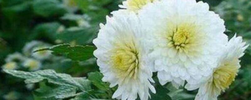 贡菊怎么保存（贡菊可以放多久）