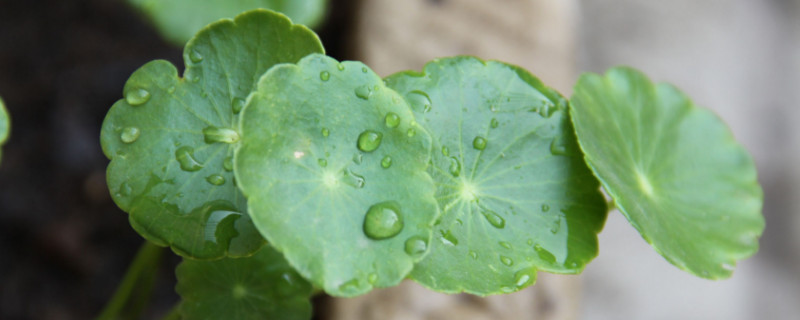 适合室内养的水生植物（适合室内养的水生植物有哪些）