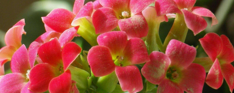 长寿花花谢后如何修剪（长寿花花谢后修剪后出的小芽是什么?）