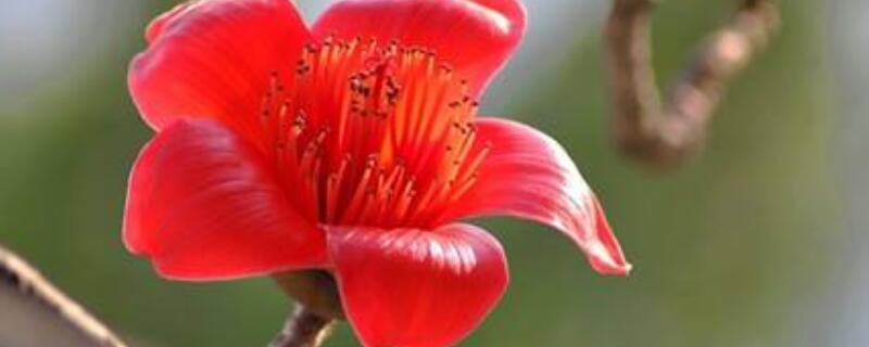 木棉花传播种子的方法 木棉花传播种子的方法有哪些?