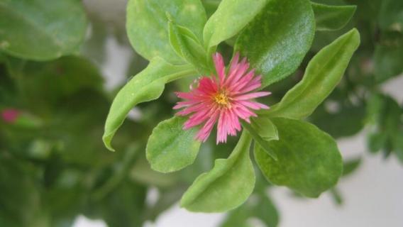 牡丹吊兰什么时候开花 牡丹吊兰图片