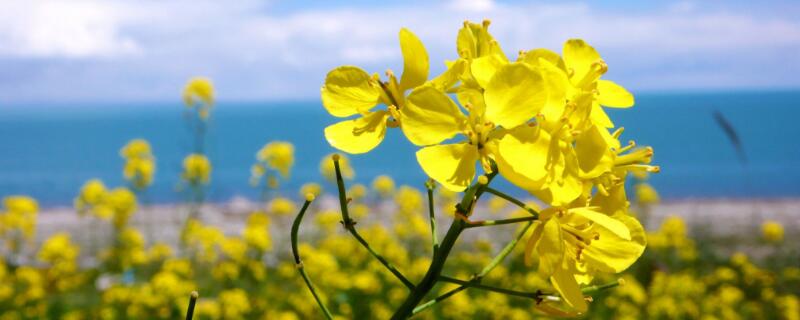 油菜花有白色的吗（油菜花有白色的吗图片）