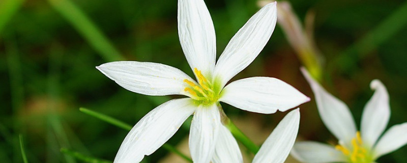 葱兰叶子立不起来(葱兰为什么只长叶子不开花)