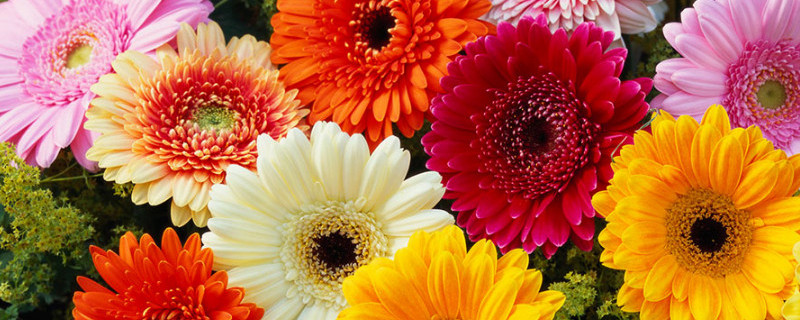 非洲菊种植技术（非洲菊种植技术与方法）