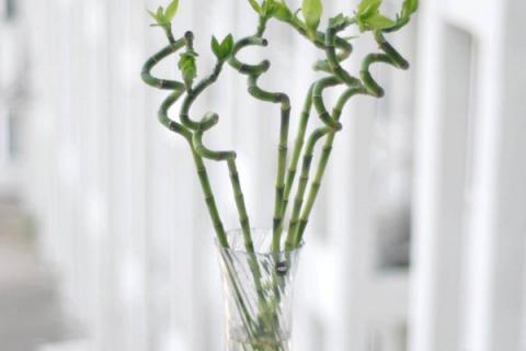 龙竹一般几根好