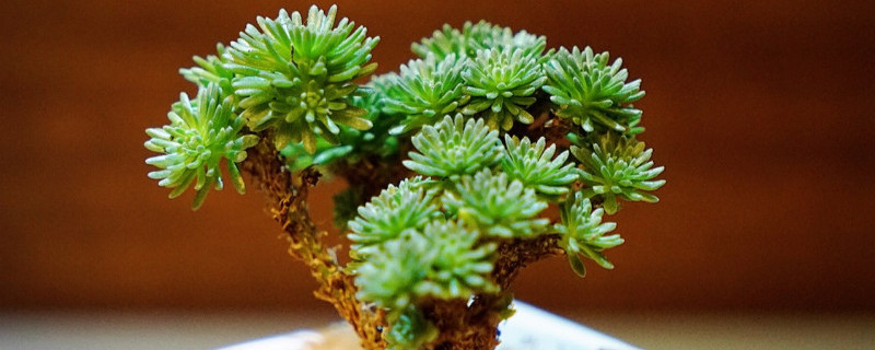 球松怎么服盆 球松用什么盆